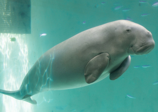 【2026年最新】鳥羽水族館周辺で子連れ家族におすすめのホテル厳選3選