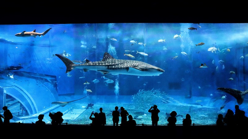 【2026年最新】もう迷わない!鳥羽水族館で人気のおすすめお土産10選!