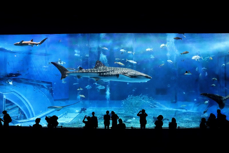 もう迷わない！鳥羽水族館で人気のおすすめお土産10選！