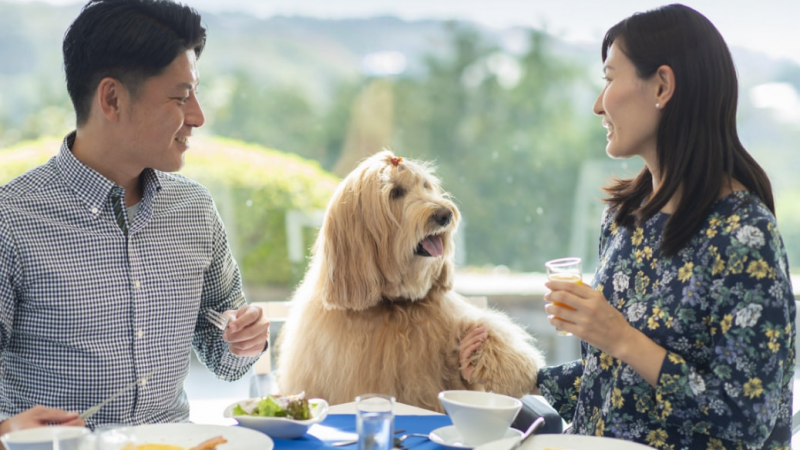 【2025年版】三重県で犬と一緒に泊まれる施設3選紹介！