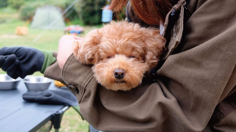 【2026年最新】三重県で愛犬と泊まれるコテージ5選!